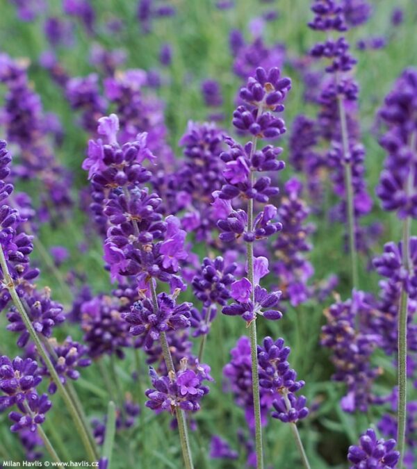 Lavandula angustifolia ´Spear Blue´ (Levanduľa úzkolistá) - posledné 3ks - Image 2