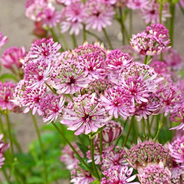 Astrantia ´Sparkling Stars Pink´ (Jarmanka väčšia). - Image 2