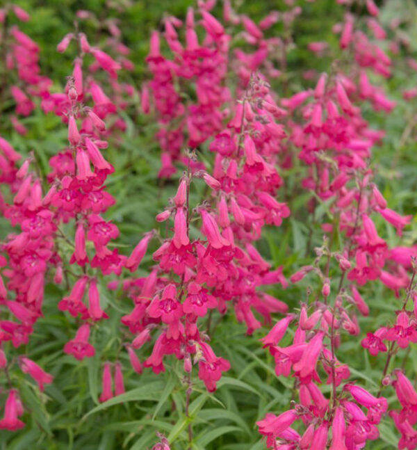 Penstemon ´Andenken and Frederik Hahn.´- ´Garnet´ (Dráčik rôznolistý). - Image 2