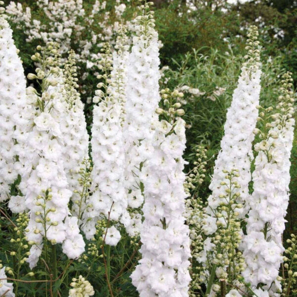 Delphinium cultorum ´Jupiter White´ (Stračonôžka) - posledné 4ks