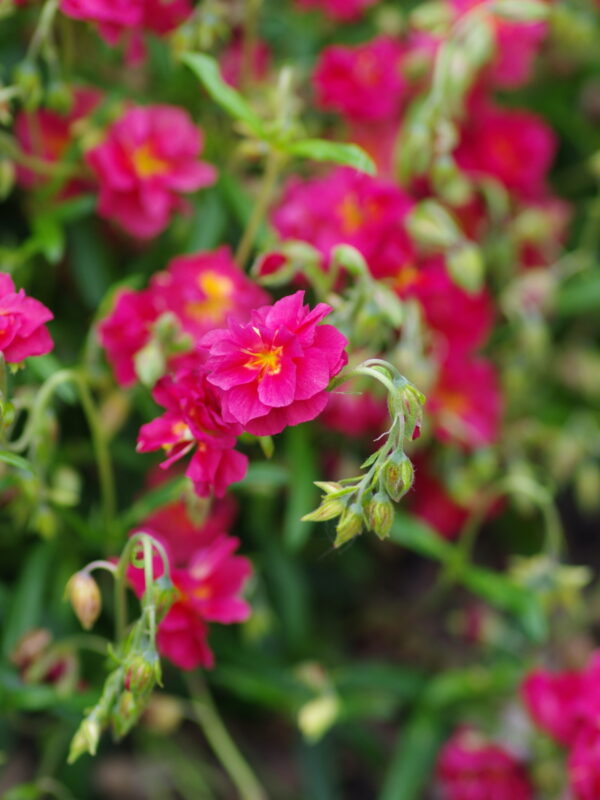 Helianthemum ´Cerise Queen´ (Devätorník) ° - posledný 1ks - Image 2