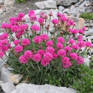 Armeria maritima ´Düsseldorfer Stolz´ (Trávnička prímorská).