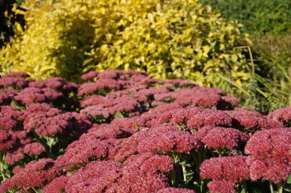 Sedum ´Matrona´ (Rozchodník)