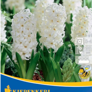 Hyacinthus ´Carnegie´ (Hyacint) v kvetináči