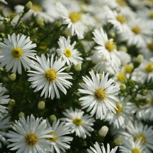Aster dumosus ´Kristina´ (Astra krovitá).