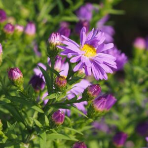 Aster dumosus ´Rose Crystal´ (Astra krovitá)