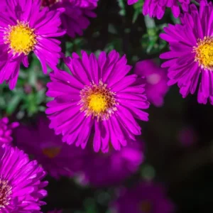 Aster dumosus ´Purple Diamond´ (Astra krovitá).