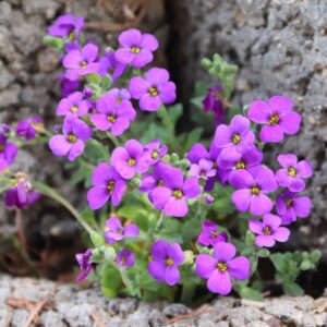 Aubrieta cultorum ´Blaumeise´ (Tarička)