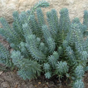 Sedum rupestre ´Blue Spruce´ (Rozchodník)