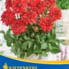 Dahlia ´Heatwave´ (Georgína)
