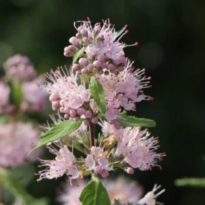Caryopteris cland. 'Pink Perfection'(Bradavec klandonský )