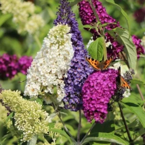 Buddleja davidi ´Tricolor´ (Buddleja Davidová )