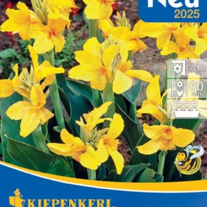 Canna ´Caballero´ (Kana)