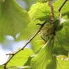 Corylus avellana ´Scooter´ (Lieska obyčajná)