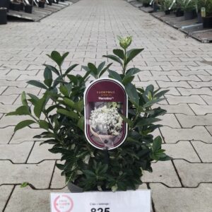 Euonymus jap. ´Pierrolino´ (Bršlen japonský)