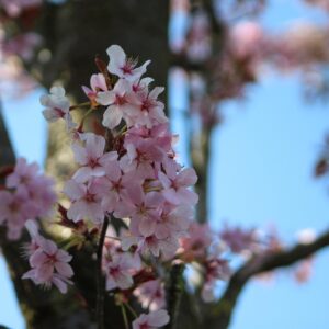 Prunus incisa ´Mikinori´ 80KM (Slivka vyrezaná)