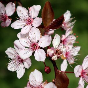 Prunus cerasifera ´Nigra´ 60KM (Slivka čerešňoplodá)