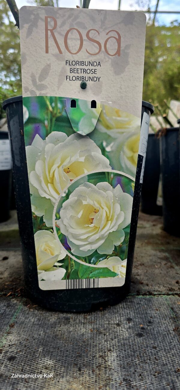 Rosa ´White´ (Ruža floribunda) biela