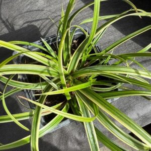 Carex morrowii ´Ice Dance´ (Ostrica japonská)