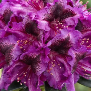 Rhododendron ´Gunter Dinger´ (Rododendron ´Gunter Dinger´)