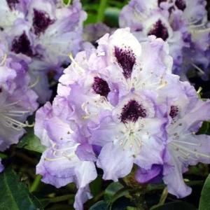 Rhododendron ´Blue Peter´ (Rododendron ´Blue Peter´)