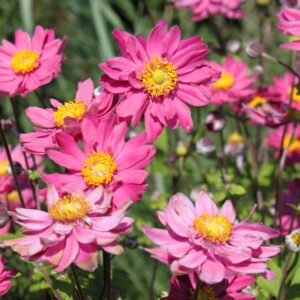 Anemone hupehensis ´Pamina´(Veternica hybridná)
