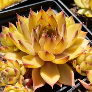 Sempervivum 'Leo' (skalná ruža).
