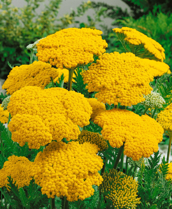 Achillea filipendulina ´Cloth of Gold´ (rebríček túžobníkový).