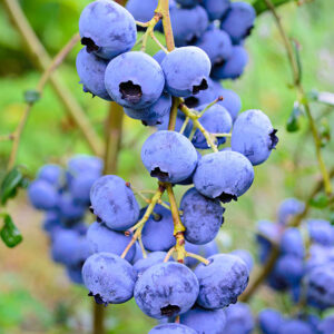 Vaccinium corymbosum ´Elliot´ (Kanadská čučoriedka).