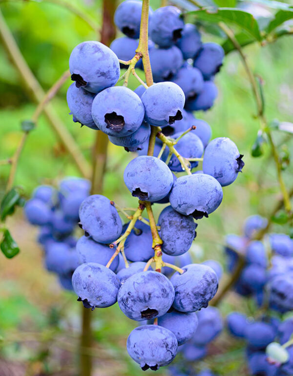 Vaccinium corymbosum ´Elliot´ (Kanadská čučoriedka).