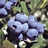Vaccinium corymbosum ´Chanticleer´ (Kanadská čučoriedka).