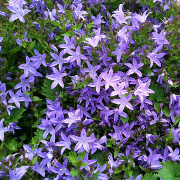 Campanula poscharskyana ´Lagoon Blue´ (Zvonček Poscharskov)