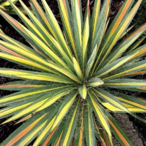 Yucca 'Color Guard' (juka vláknitá).