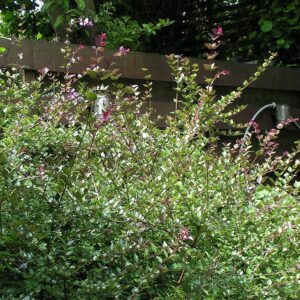 Lonicera nitida ´Red Tips´ (Zemolez lesklý)