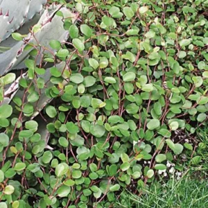 Muehlenbeckia complexa ´Minero´ (Muehlenbeckia)