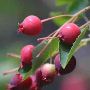 Amelanchier ´Princess Diana´ (Muchovník veľkokvetý)