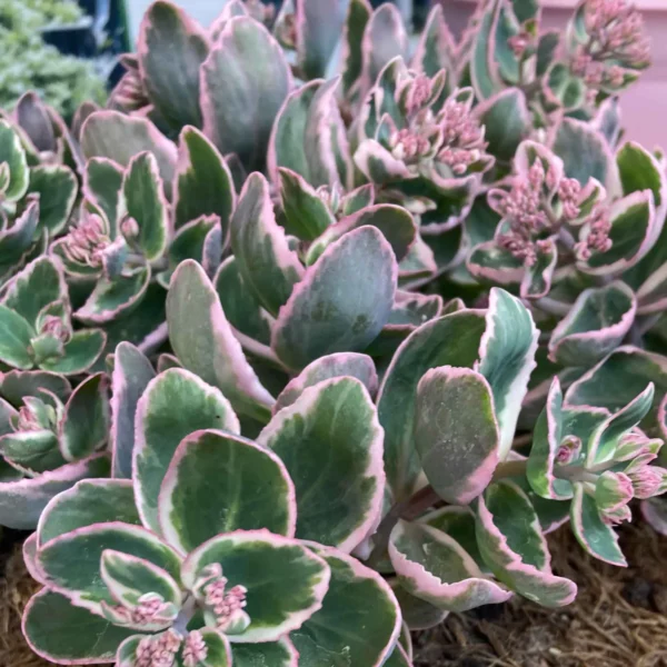 Sedum telephium ´La Vie en Rose´ (Rozchodník veľký).