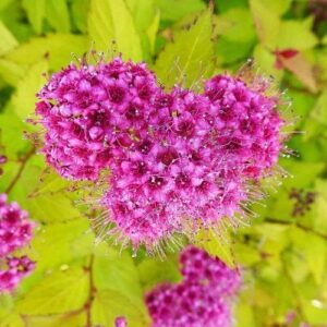 Spiraea japonica'Golden Princess' (Tavoľník japonský).