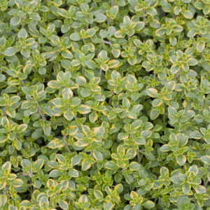 Thymus citriodorus ´Goldy´ (dúška citrónová)