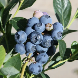 Vaccinium corymbosum ´Reka´ (Kanadská čučoriedka).