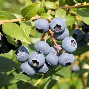 Vaccinium corymbosum ´Bluegold´ (Kanadská čučoriedka).