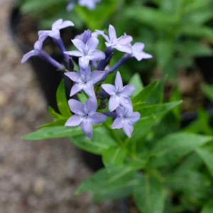 Amsonia 'Blue Ice' (amsónia)