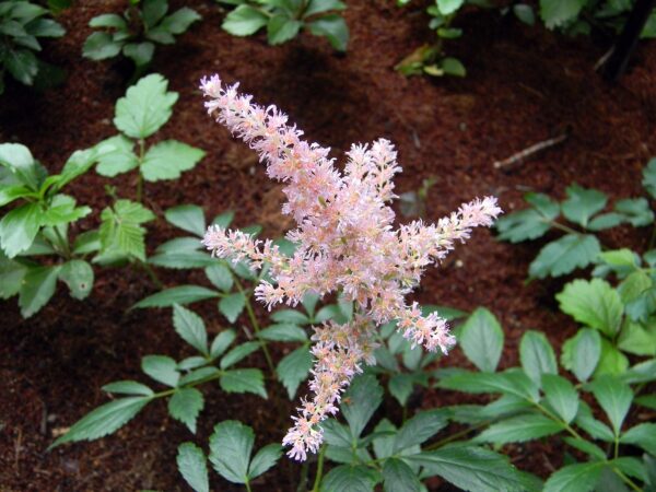 Astilbe ´Look at Me´ (Astilba). - Image 2