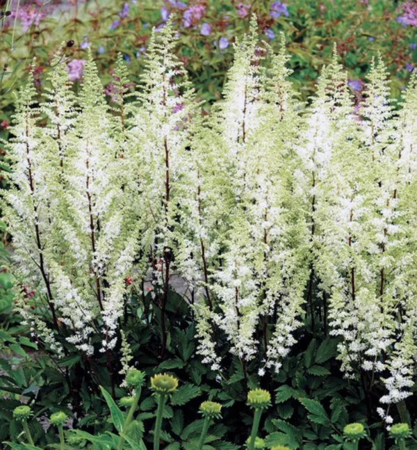 Astilbe arendsii ´Happy Spirit´ (Astilba)