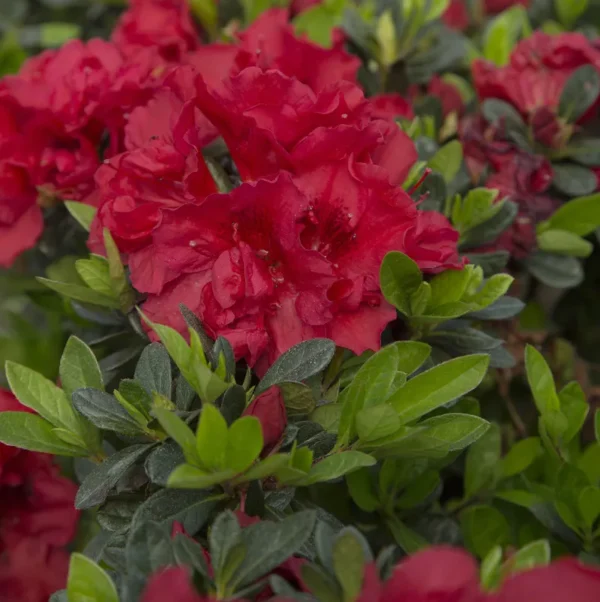 Azalea (J) ´Encore® Autumn Fire´ (Azalka japonská)
