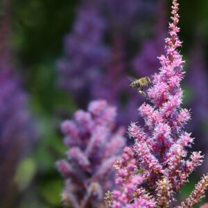 Astilbe ´Look at Me´ (Astilba).