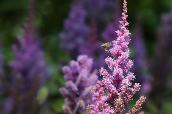 Astilbe ´Look at Me´ (Astilba).