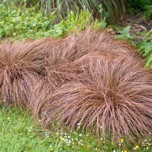 Carex comans ´Bronco´ ™ (Ostrica)