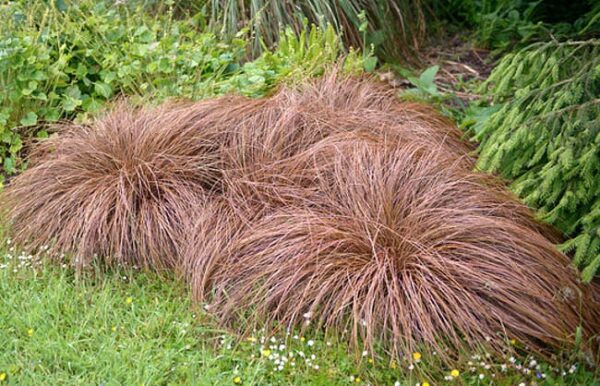 Carex comans ´Bronco´ ™ (Ostrica)