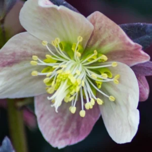 Helleborus ´Merlin´ (Čemerica)